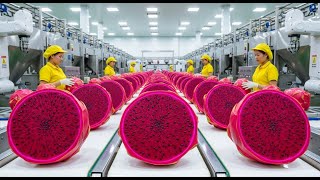 Inside the Factory: How Dried Dragon Fruit Is Made From Fresh Fruit (Full Process)
