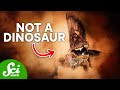 5 Animals That Aren't Dinosaurs