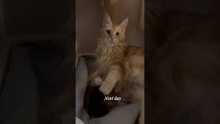 Our Maine Coon Cat Gave Birth to 5 Kittens 😻. Newborn Maine Coon Babies.