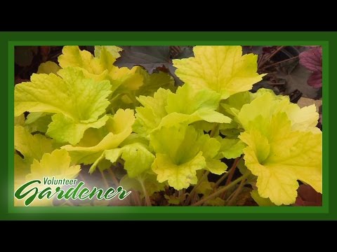 ვიდეო: Heuchera ცილინდრული