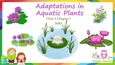 Adaptations in Aquatic Plants - Module 2.8 (Chapter 1 - Olympiad Class 4 Science)