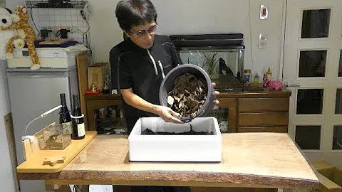 ドバミミズの天ぷら