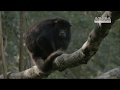 Historias de Güirá Oga - Rescate de monos carayá