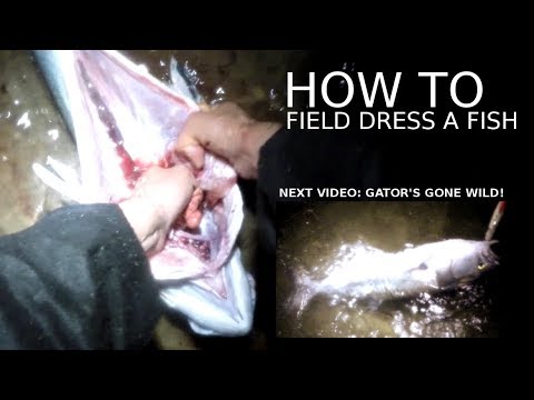 How to FIELD DRESS or CLEAN a Fish + Trailer to Next Fishing Video