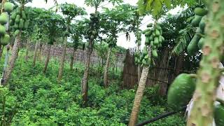 Cambodia Small Fresh Papaya Farm