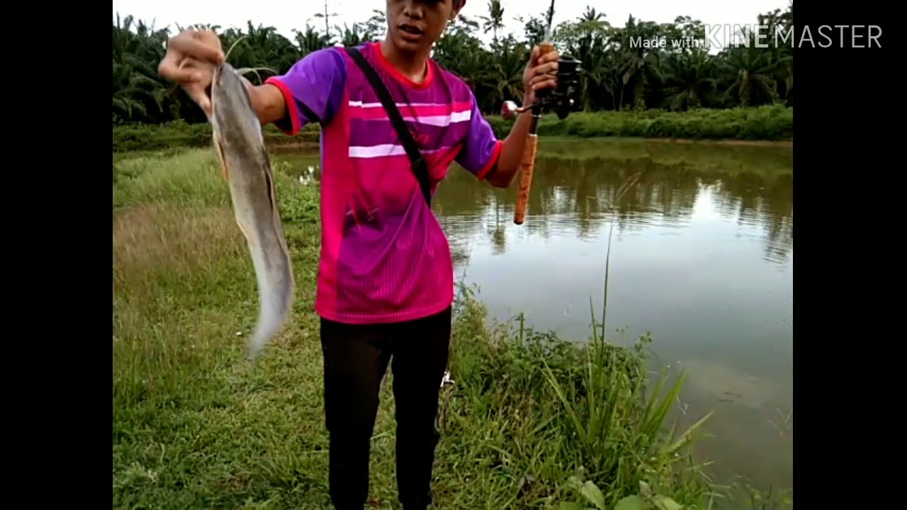 ikan