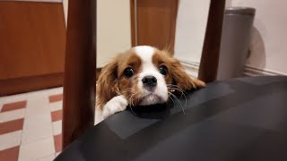 Vanilla, the Cavalier King Charles puppy, is excited to smell raclette, a French cheese and ham dish