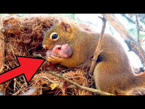 Video: Quanto mangia un cucciolo di scoiattolo?