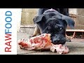 What a Typical RAW Meal Looks Like for My Puppies - FOOD AGGRESSION UPDATE! What a Typical RAW Meal Looks Like for My Puppies - FOOD AGGRESSION UPDATE!
