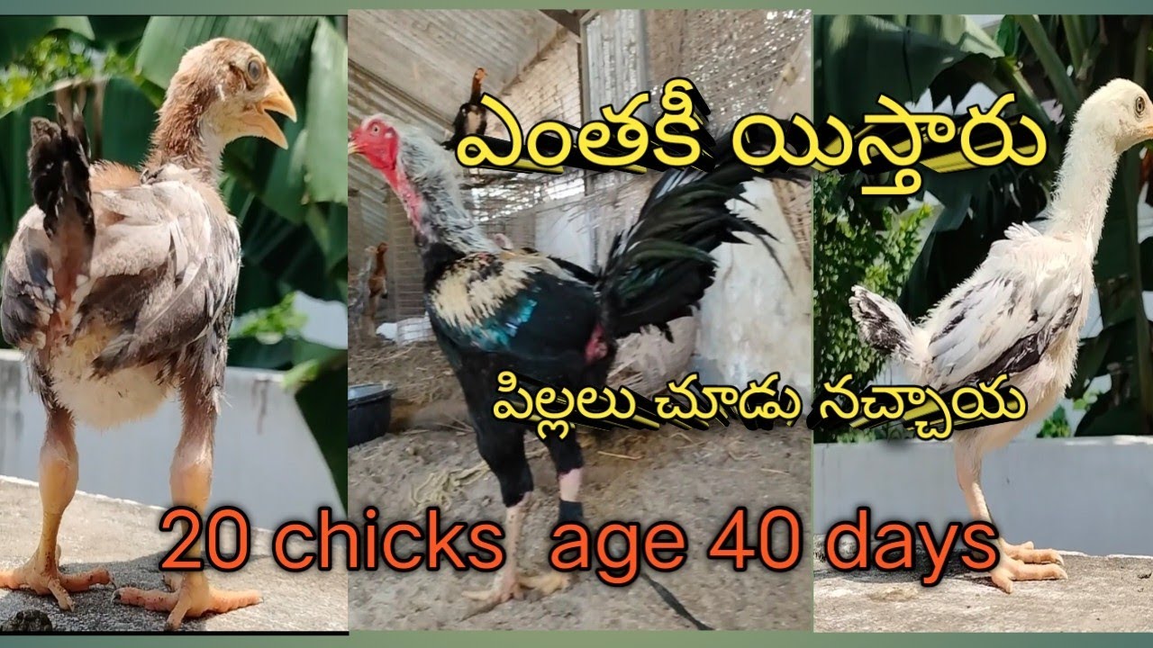 శ్రీ అసిరితల్లి ఫార్మ్స్ 9959332313