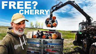 CHERRY LOG HAULING LOGGER JASONS YARD...WOOD EVERYWHERE!