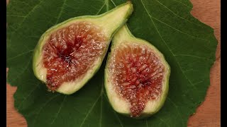I 258 Fig Breba May 2023 + (bonus) Galicia Negra @backyardfigs
