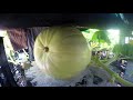 Hydroponic Giant Atlantic Pumpkin, 15 days of Growth, Time Lapse