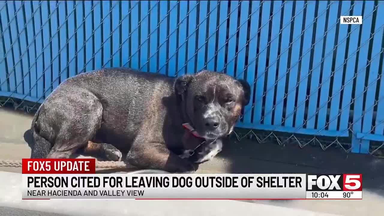 Person cited for leaving dog outside of Las Vegas Valley shelter - YouTube