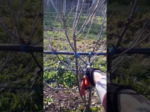 Vídeo: Podando arbustos de groselha: como podar groselhas