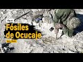 ¡No vas a creer lo que encontramos! - Fósiles de Ocucaje - EP4 - Adventours Perú