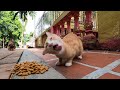 Look this cat eating i love them so much