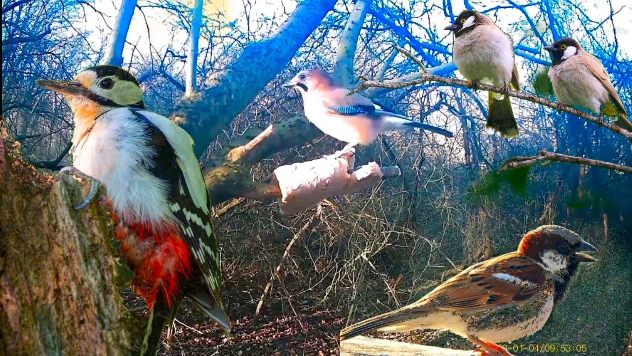 Cute Birds | Calm Bird Sounds for Relaxation and Stress Relief | VIDEOS FOR CATS