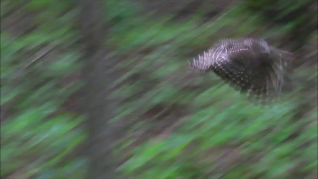 camera iphone 8 plus apk Barred owl and babies