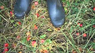 Rubber boots vs plums 3
