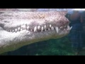 Crocodile floating, blijdorp zoo Rotterdam.