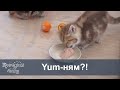 Tiny kittens try meat for the first time!