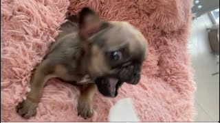 Super tiny Frenchie says you'll never know how good toilet paper tastes.