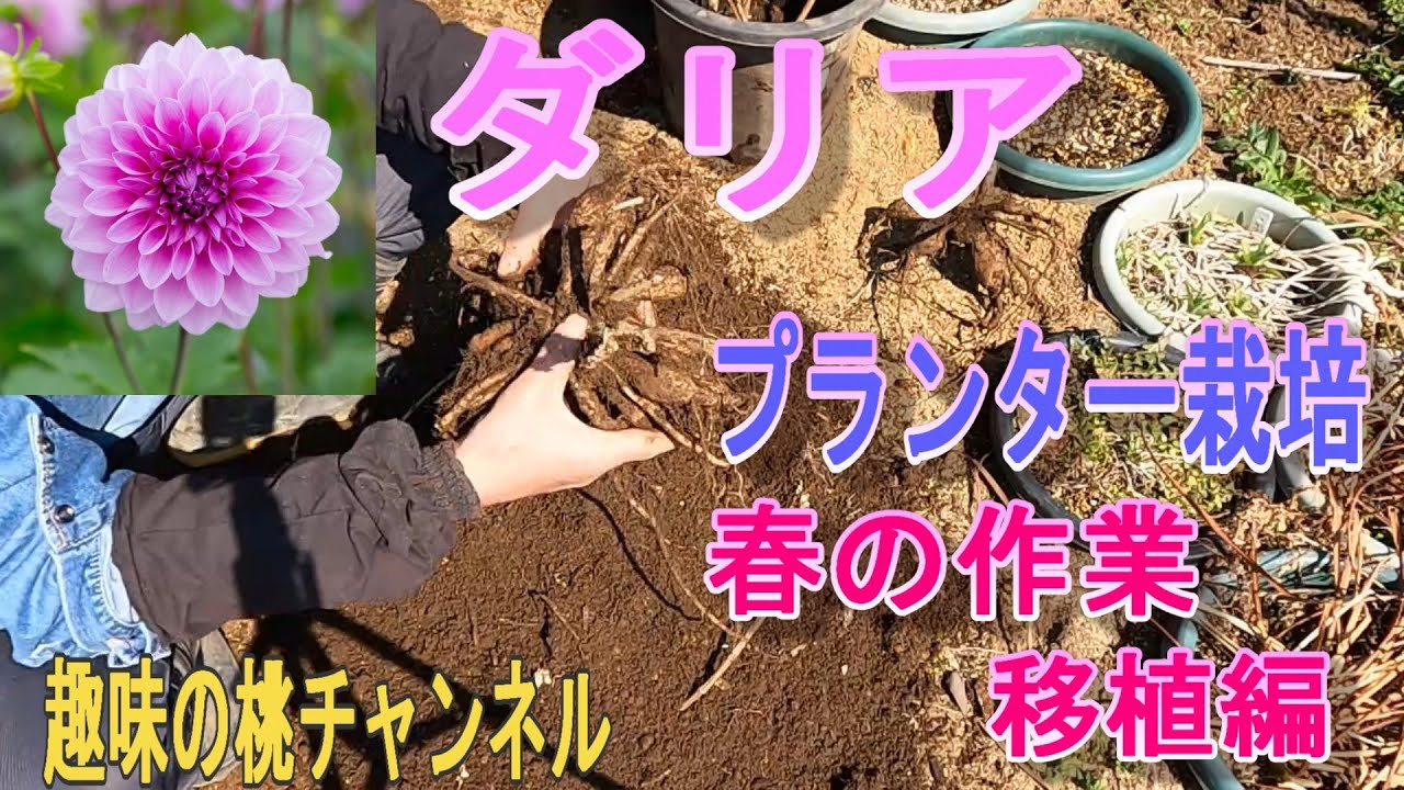 Dahlia] Planter cultivation Spring work Transplanting 25/3/13