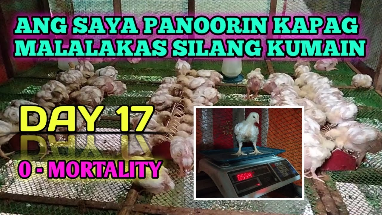 Ready go to ... https://youtu.be/lyAzNNJuS_8 [ DAY 17 | ANG SAYA TALAGA PANOORIN KAPAG MALALAKAS SILANG KUMAIN | Bantres ni A-yie]