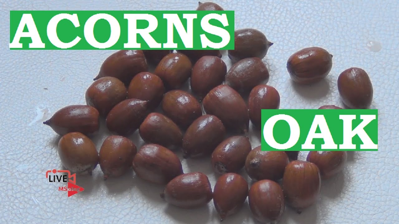 Acorn (seeds) of oak processing and preparation for stratification