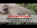 Canon 7D Mk II and 100-400mm L II - Shooting Wildlife