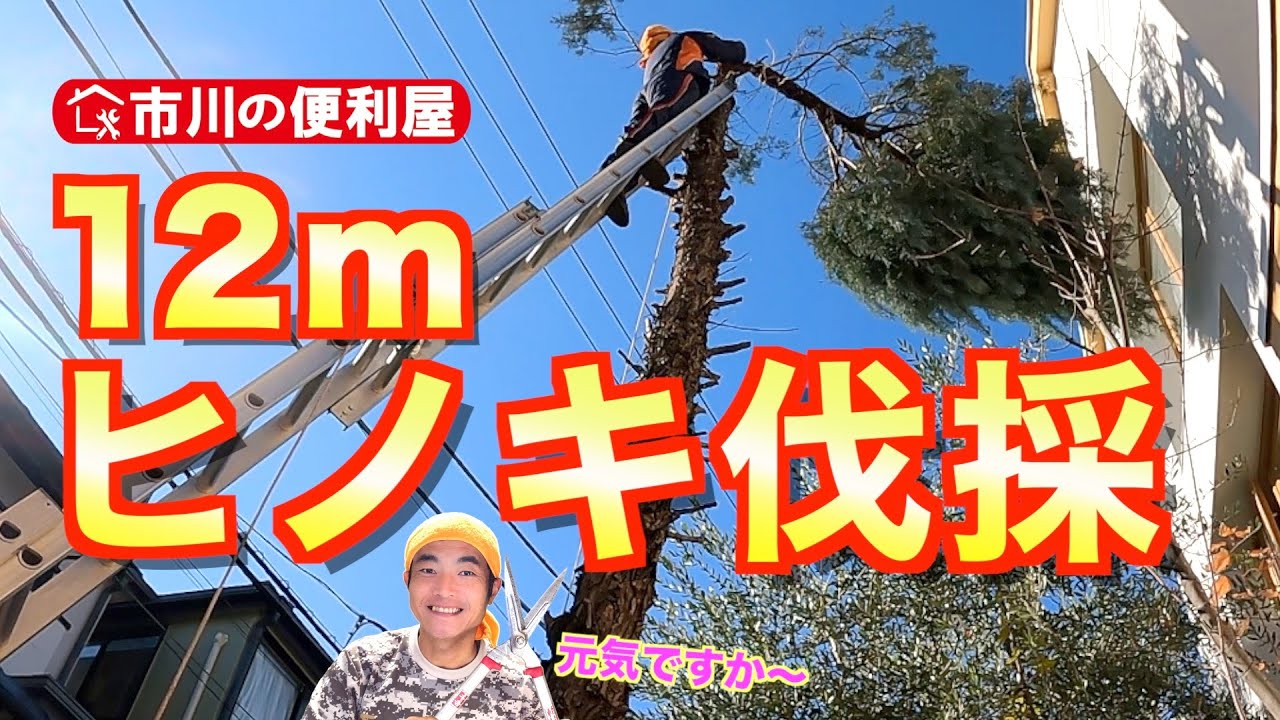 【ヒノキ伐採】檜＆もみの木を裁断〜袋詰め　史上初の髙木に挑戦！各作業料一覧、お問い合わせ先は概要欄をご覧下さい！