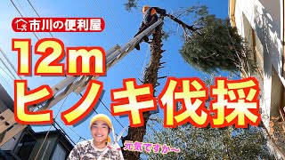 【ヒノキ伐採】檜＆もみの木を裁断〜袋詰め　史上初の髙木に挑戦！各作業料一覧、お問い合わせ先は概要欄をご覧下さい！