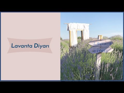 Türkiye'nin Lavanta Kokulu Cenneti - Isparta'nın Lavanta Bahçeleriyle Ünlü Kuyucak Köyü Gezisi