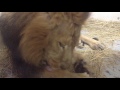 近っ、#インドライオン 「ラージャー」くん #横浜市立野毛山動物園