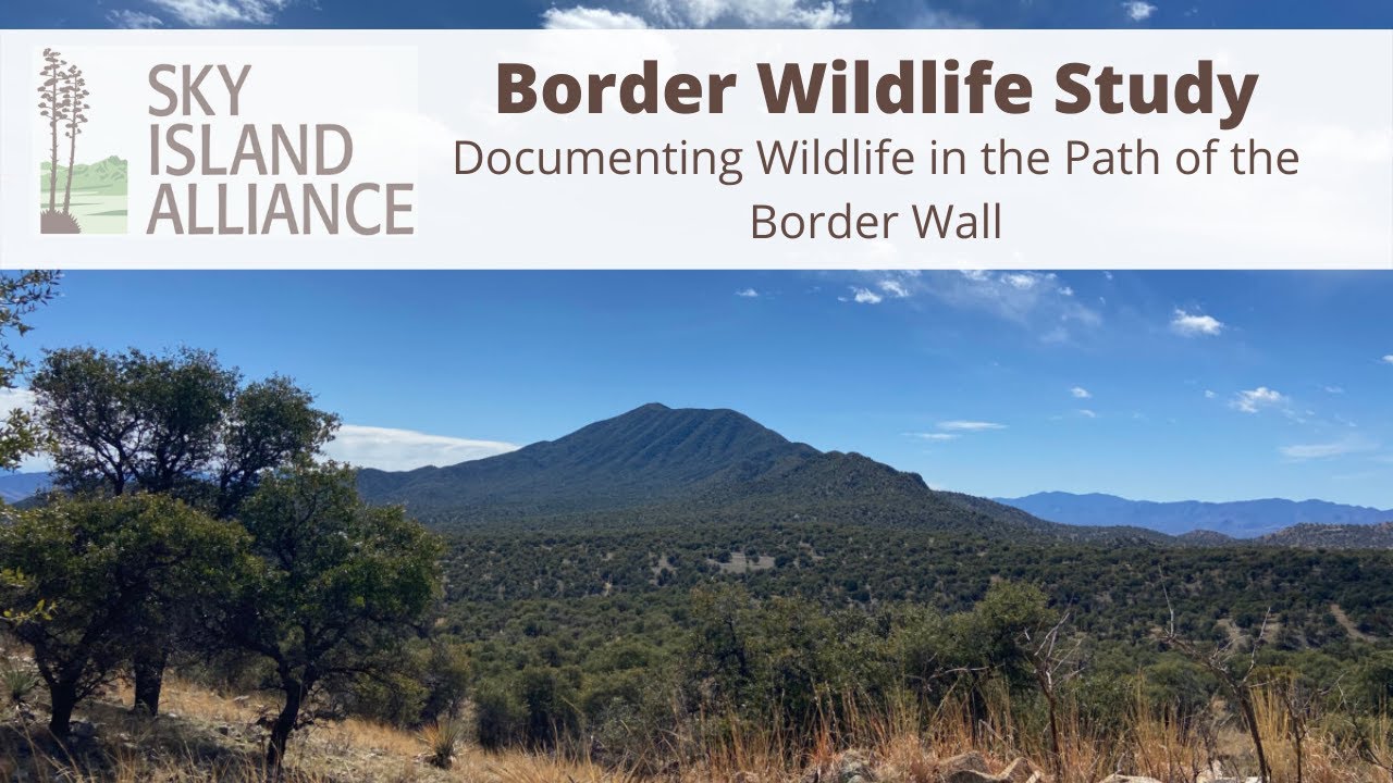 Sky Island Alliance Border Wildlife Study: Documenting Wildlife in the ...