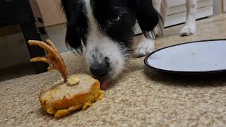 Dog eats birthday cake: antiASMR