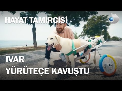 Video: Köpekler neden kendi kıyafetlerini giyerler?