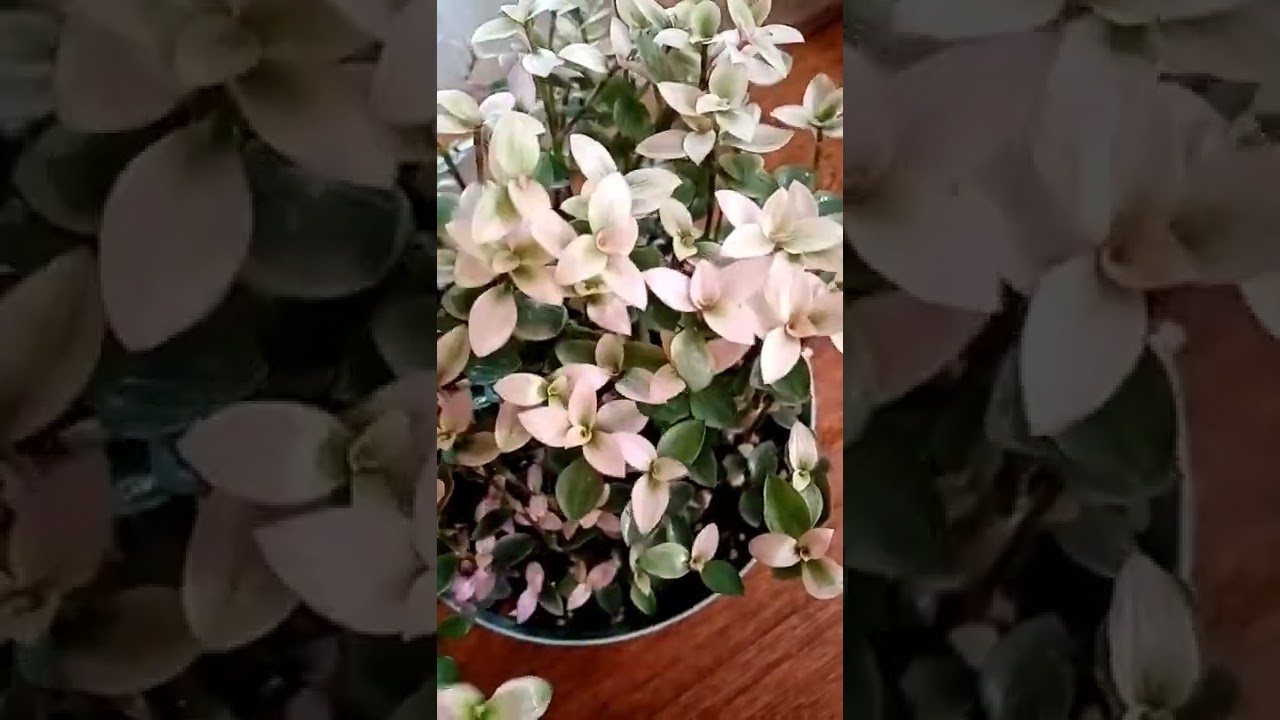 Callisia repens Kribo