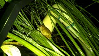 Grey treefrog calling.
