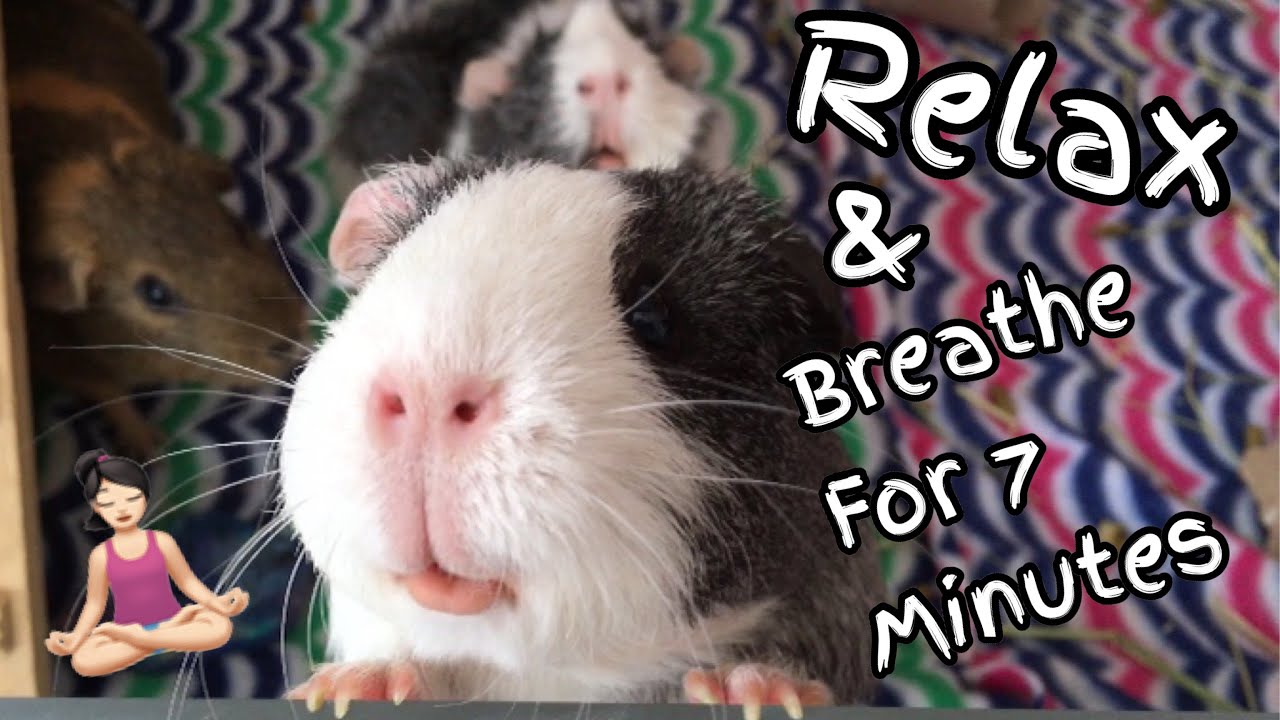 7 Minutes Of Guinea Pig Relaxation! YouTube