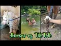 Horses Of TikTok (Equestrian) TikTok Compilation ✨ | Vlogs from TikTok