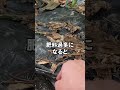 なすの肥料過不足の見極め方#魚粉肥料 #農業を盛り上げたい #熊本 #肥料