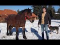 Calul lui Vlad de la Calatele Padure, Cluj - 2024 Nou!!!