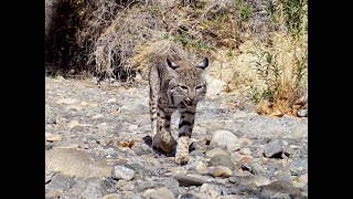 Bobcat Makes Love To My Camera
