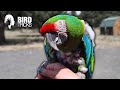 Military Macaw HATES His Owner's Husband | Part 1