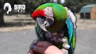 Military Macaw HATES His Owner's Husband | Part 1