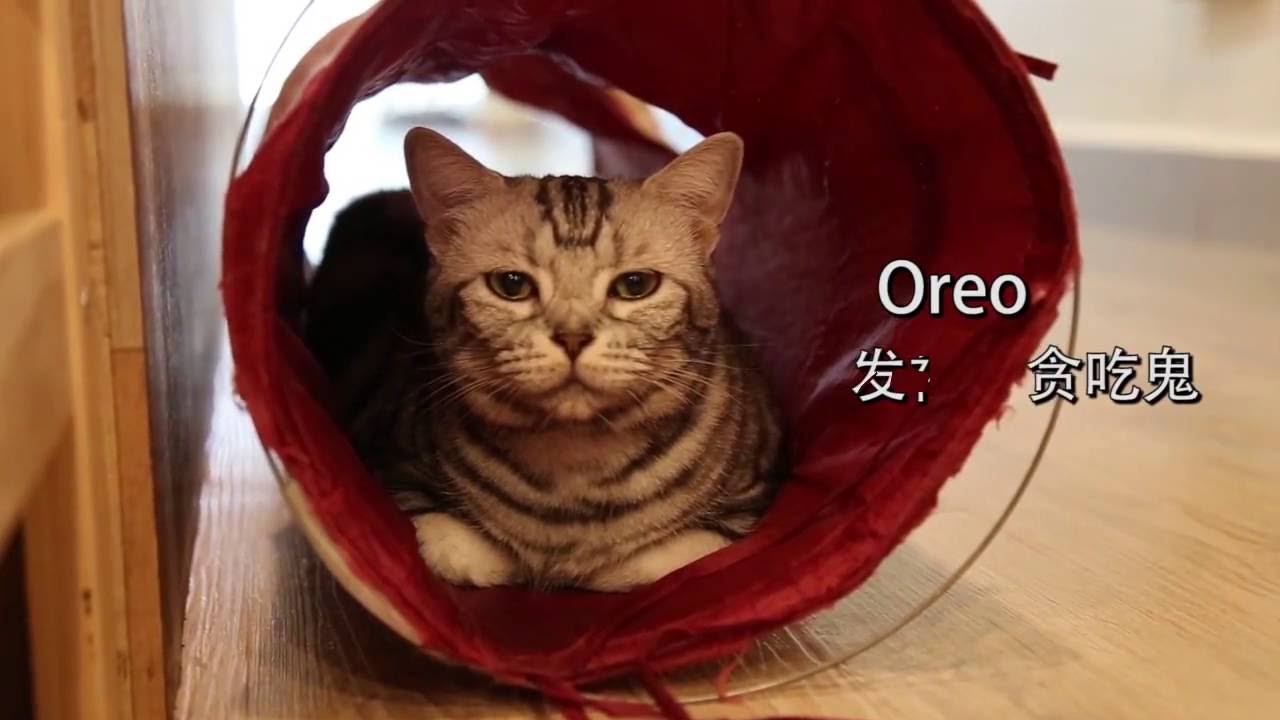  Meomi Cat Cafe  YouTube