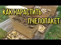 Как получить акациевый мёд с пчелопакета, пересадка пчелопакета и наращивание его силы