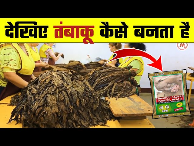 patta chhap tobacco देखिए खैनी ( तंबाकू ) कैसे बनता है | तंबाकू की फैक्ट्री | How Tobacco is  Made | Wanted TV